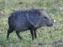 Day01 - 08 * Peccary